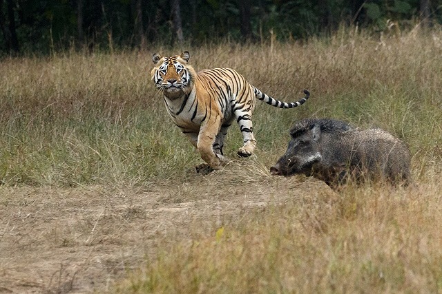 Maharashtra Wild Trail Luxury Train Journey
