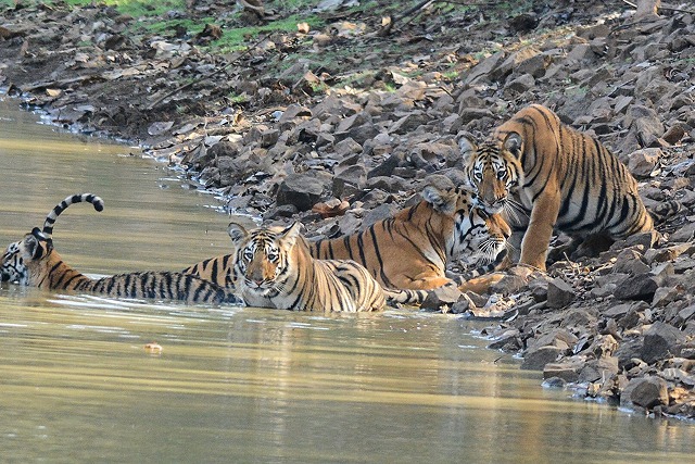 Maharashtra Wild Trail Luxury Train Journey