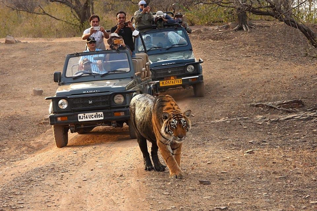 luxury train wildlife safari India