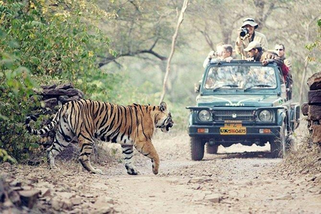 luxury train wildlife safari India