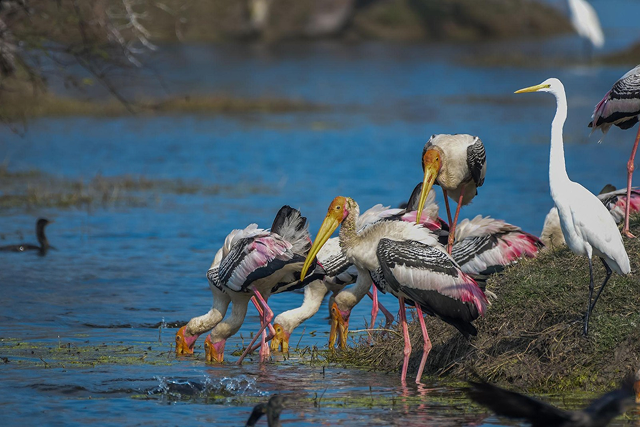luxury train wildlife safari India